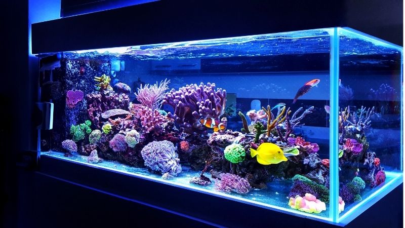 Aquarium Filter reinigen