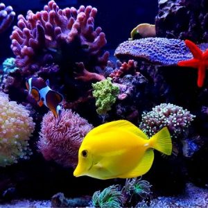 12 Liter Aquarium Komplettset Test