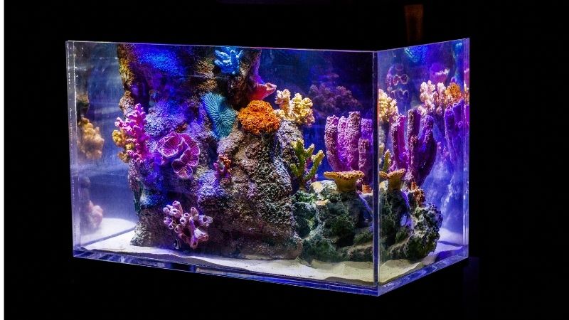 Nano Meerwasser Aquarium Komplettset Test