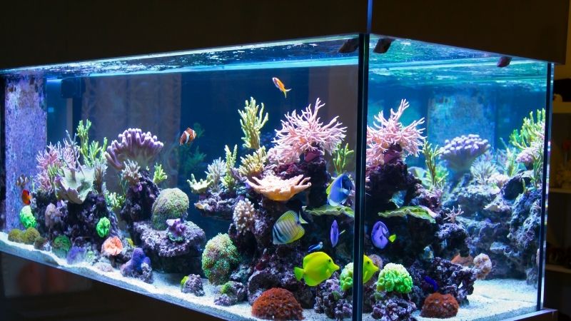 Aquarium Scheiben reinigen: 3 effektive Methoden