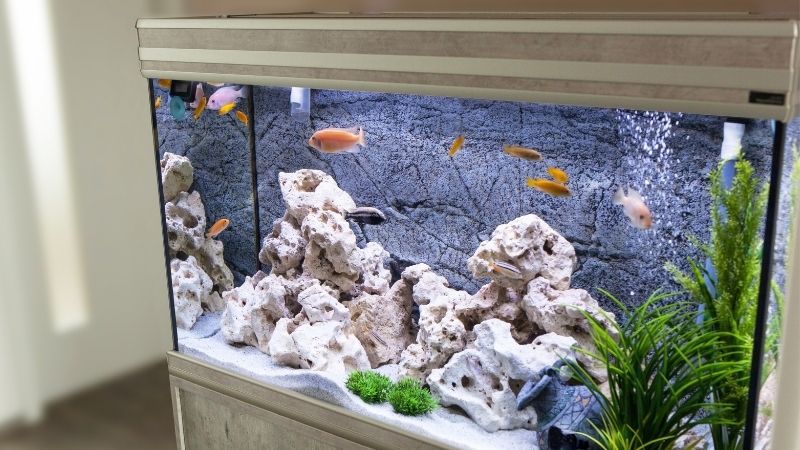 Aquarium Steine reinigen