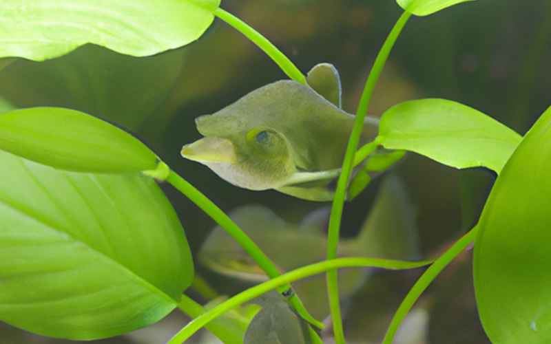 Echinodorus-Arten für das Amazonasbecken