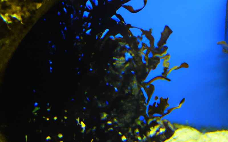 Fazit: Schwarzalgen im Aquarium kontrollieren und vermeiden