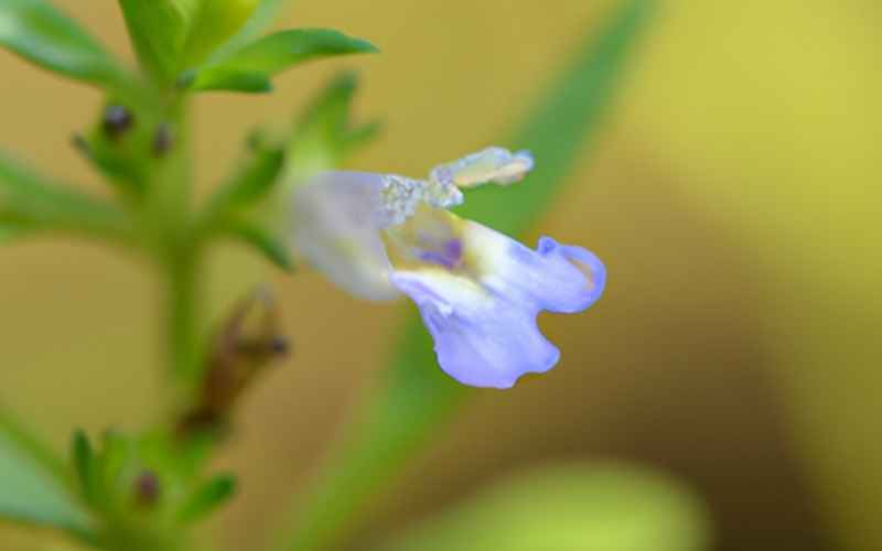Gruppenpflanzung von Limnophila sessiliflora im Hintergrund größerer Aquarien
