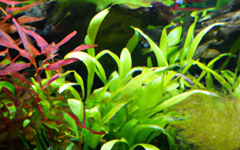 Tipps für ein gesundes Pflanzenwachstum im Aquarium
