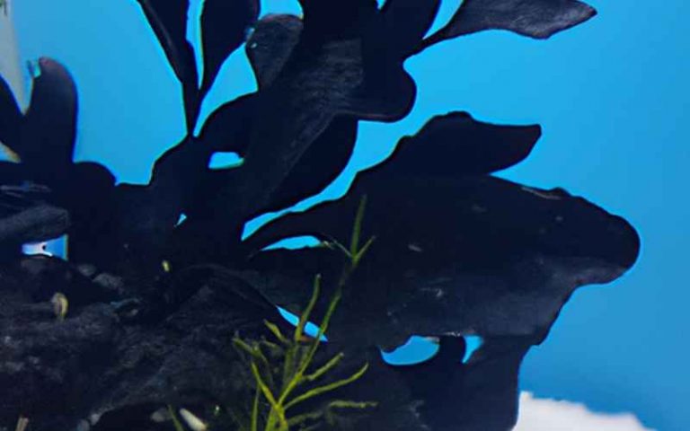 Schwarze Algen Im Aquarium Was Tun Schwarze Algen im Aquarium? So wirst du sie los!