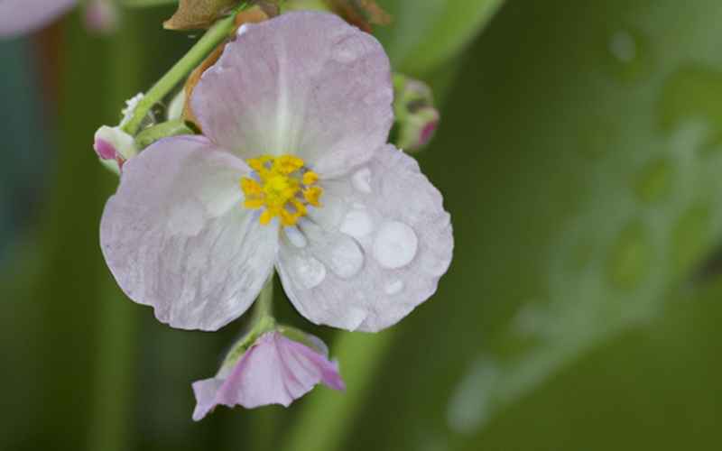Die besondere Eigenschaft von Echinodorus argentinensis: Blütentriebe und weiße Blüten