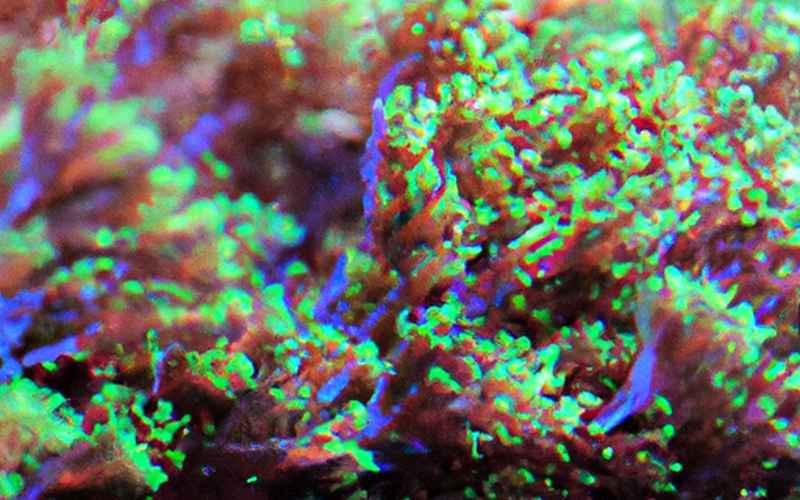Fazit: Zusammenfassung der Vorteile von Korallenmoos im Aquarium