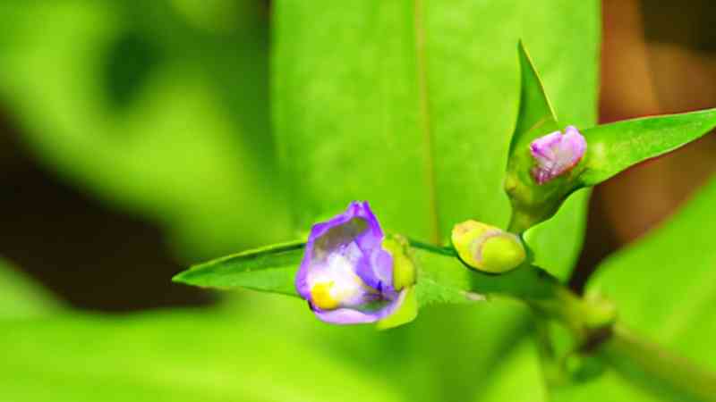 Limnophila Hippuridoides Dein ultimativer PflegeGuide [Anleitung]