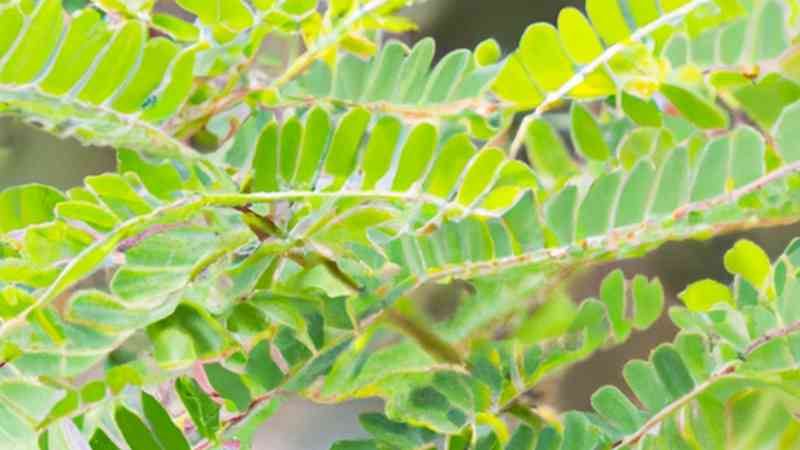 Phyllanthus Fluitans die ultimative Anleitung für AquarienLiebhaber!