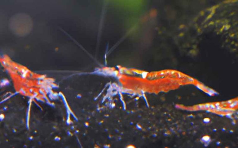 6x Vorfilterschwämme Für Aquarium – Schutz Für Jungfische & Garnelen – 8x4 Cm, 2 Cm Loch