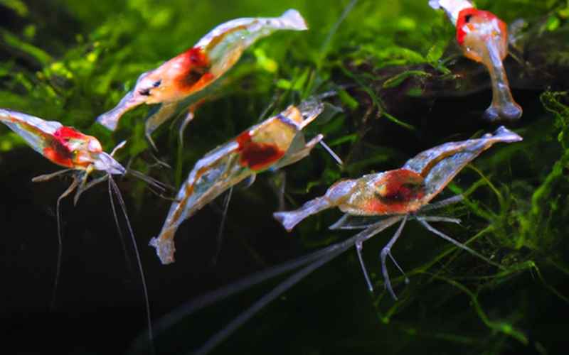 Arten von Garnelen geeignet für ein Mini-Aquarium