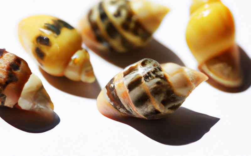 Die Ernährung der Kahnschnecken: Was fressen sie im Aquarium?