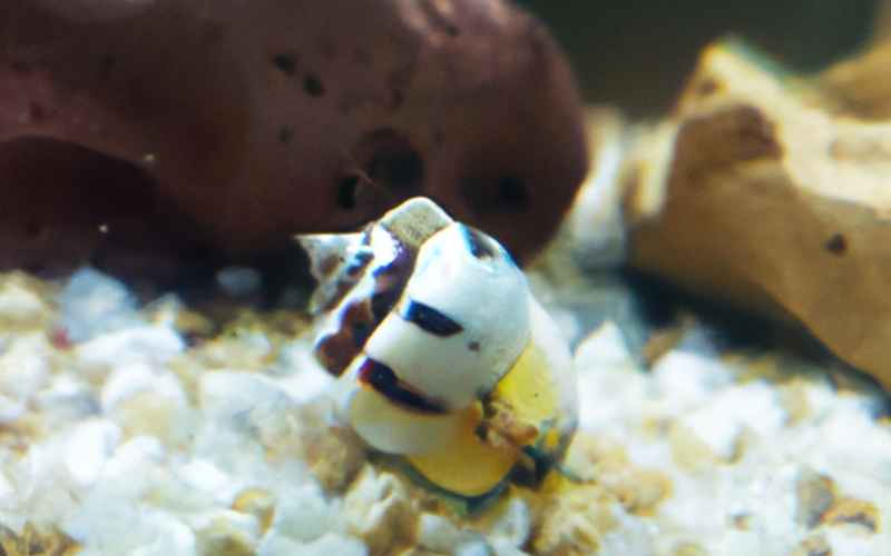 Faszination Fortpflanzung: So vermehren sich Spitzschlammschnecken im Aquarium