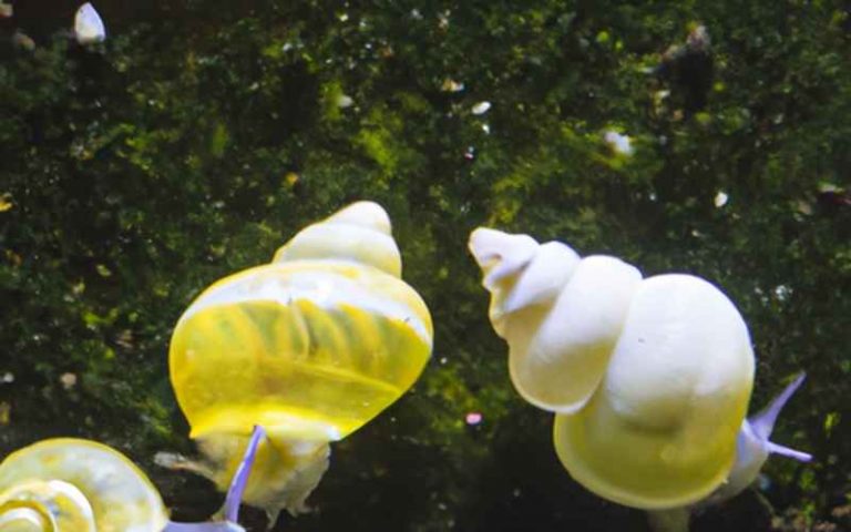 Schlammschnecken Reinigung & Vielfalt im Aquarium