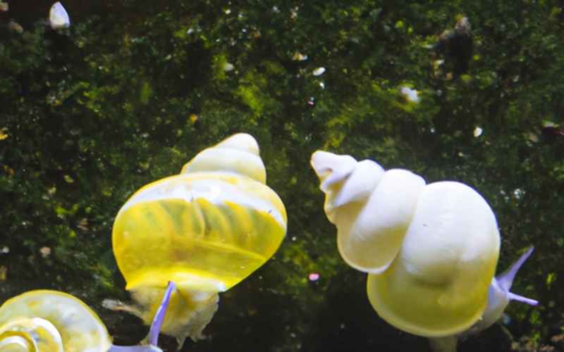 Fazit: Schlammschnecken für ein gesundes und reines Aquarium