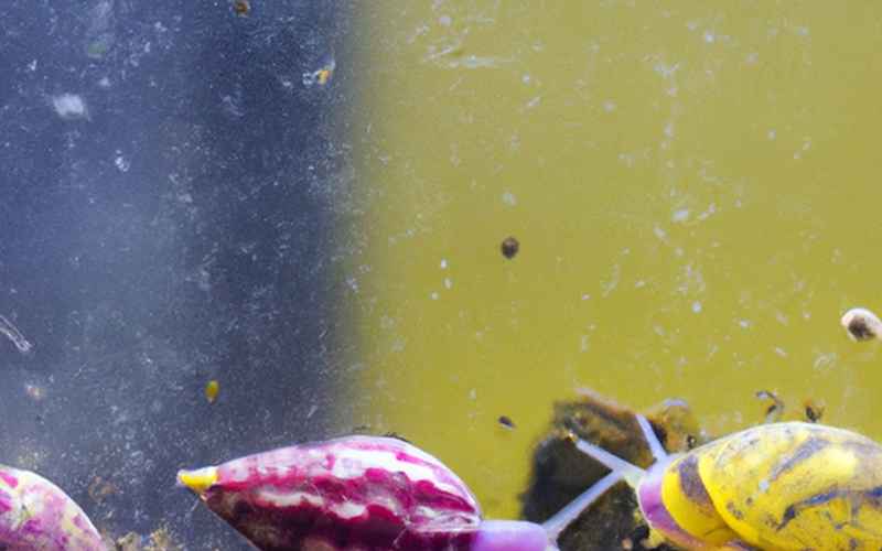 Fazit: Welcher Fisch frisst Schnecken aber keine Garnelen: Auswahl und Zusammenarbeit der Aquarienbewohner