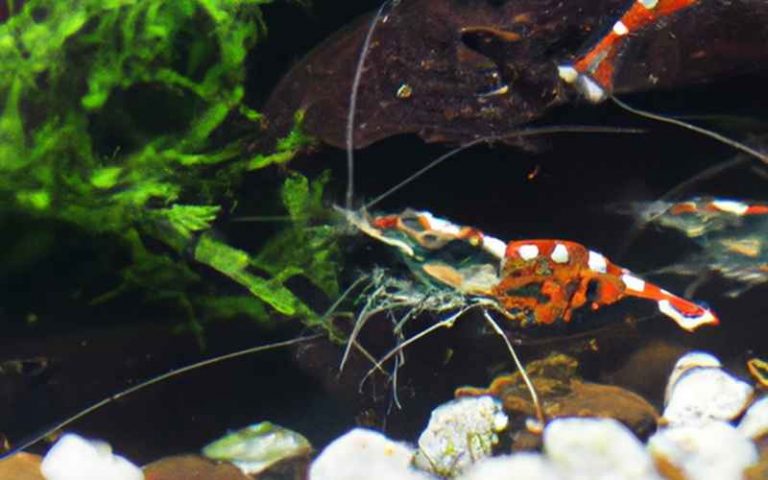 Wie Lange Sind Aufgetaute Garnelen Im Kühlschrank Haltbar Wie lange leben Garnelen? Alles über Lebenserwartung & Pflege