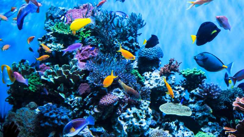 Verschiedene Arten von externen Aquarienfiltern