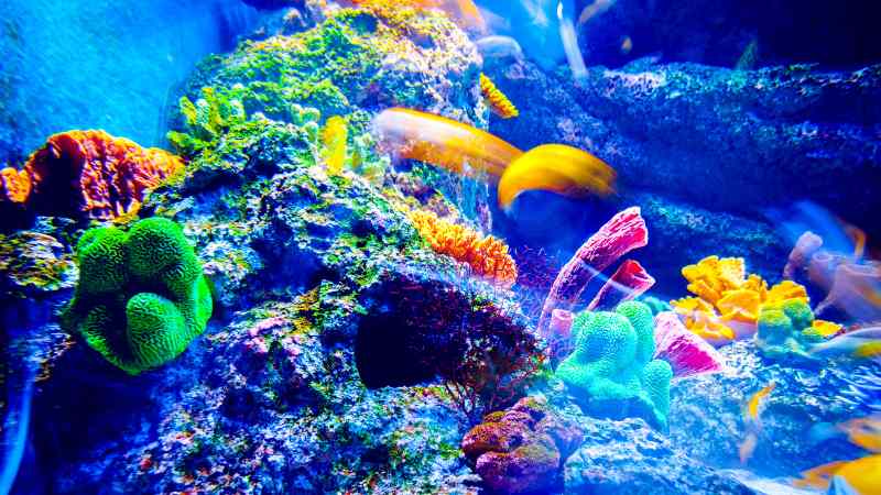 Sicherheitsmerkmale und Schutzfunktionen von Aquarium Pumpen mit Filter