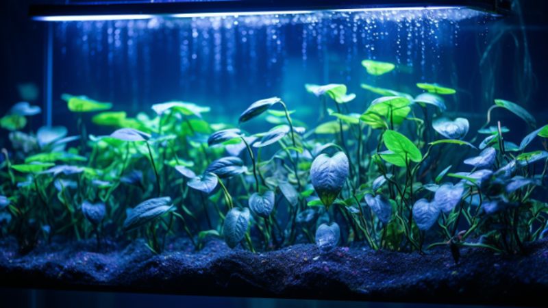 Pflege und Wachstum von Schwimmpflanzen im Aquarium